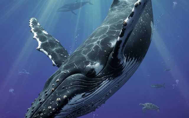 Ocean photography